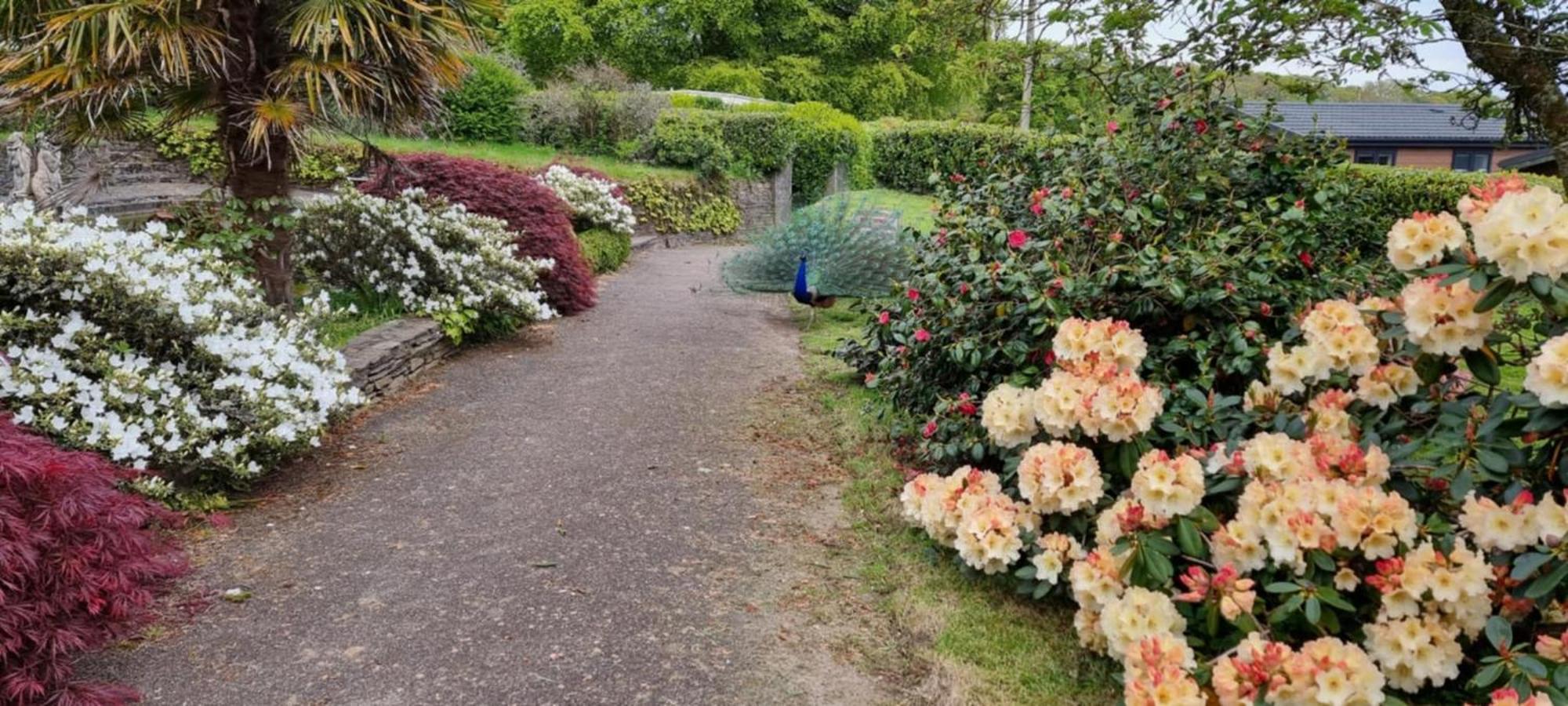 Great Trethew Manor Hotel & Self Catering Lodges Лискерд Экстерьер фото